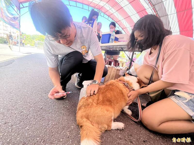 新竹縣「毛齊來打」宣導活動，一個上午共有450隻毛小孩完成了狂犬病疫苗注射和寵物晶片登記。（記者廖雪茹攝）