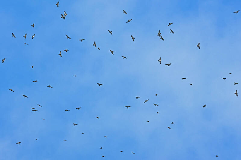 墾丁國慶鳥報到！赤腹鷹打頭陣「大閱兵」屢創新高破40萬大關