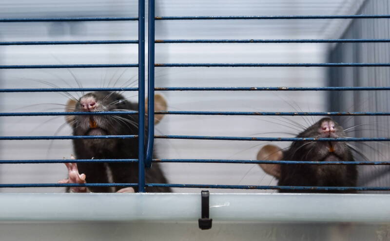 武肺病毒改變精子 澳洲研究：染疫鼠後代更加焦慮