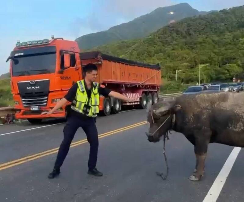 警員到場後，攔阻水牛衝向車陣，避免發生意外。（記者吳昇儒翻攝）