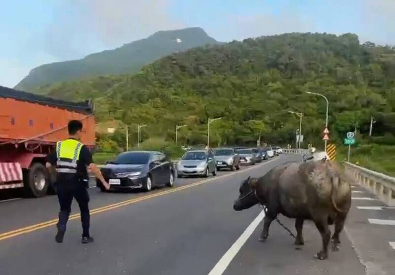 員警將水牛趕到路旁，避免發生意外。（記者吳昇儒翻攝）