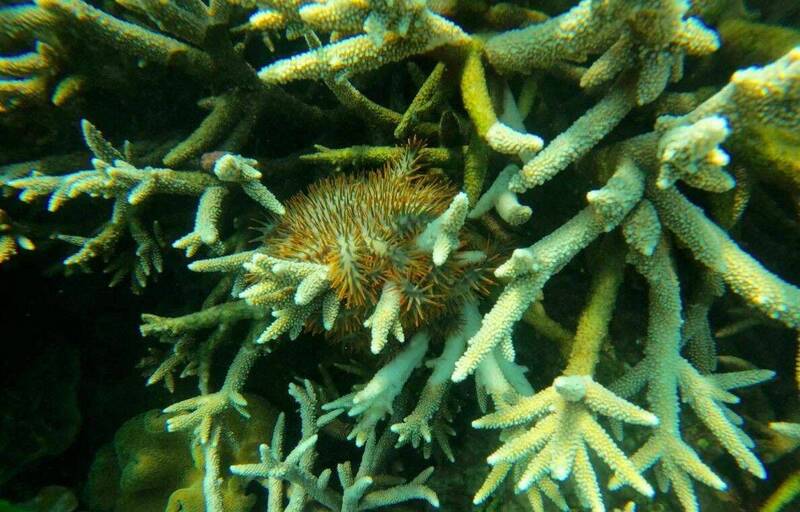 澎湖突「棘」任務結束！東吉東恐棘冠海星大爆發