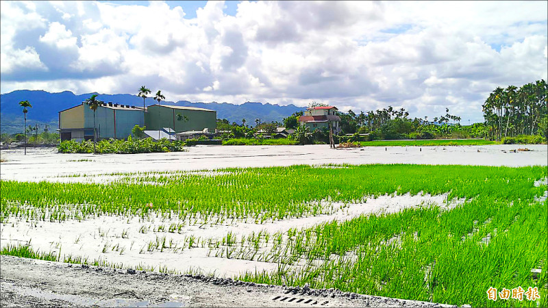 花蓮923光復洪災淹沒佛祖街尾大量的農田，原本綠油油的景象如今變成灰白一片。（記者王錦義攝）