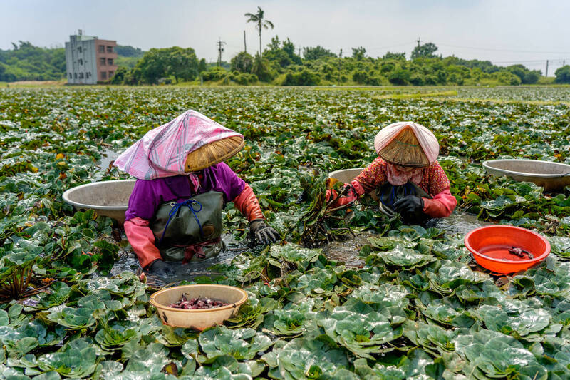 搭台灣好行尋找蝙蝠俠 送官田香Q菱角