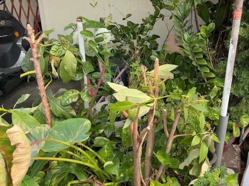 紧邻的泰式料理与大肠面线店,因店门口的植栽引爆双方业者冲突。(图由民众提供) 紧邻的泰式料理与大肠面线店,因店门口的植栽引爆双方业者冲突。(图由民众提供)