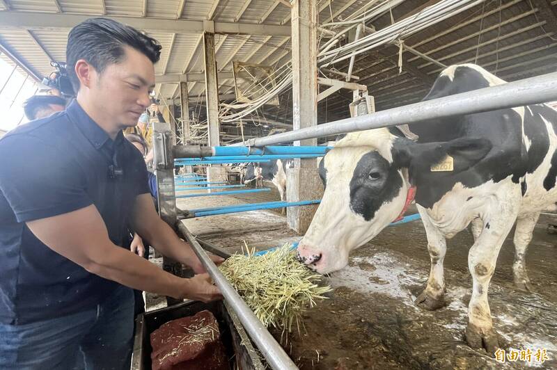 台北市長蔣萬安(左)拿草料餵食乳牛。(記者楊金城攝) 台北市長蔣萬安(左)拿草料餵食乳牛。(記者楊金城攝)