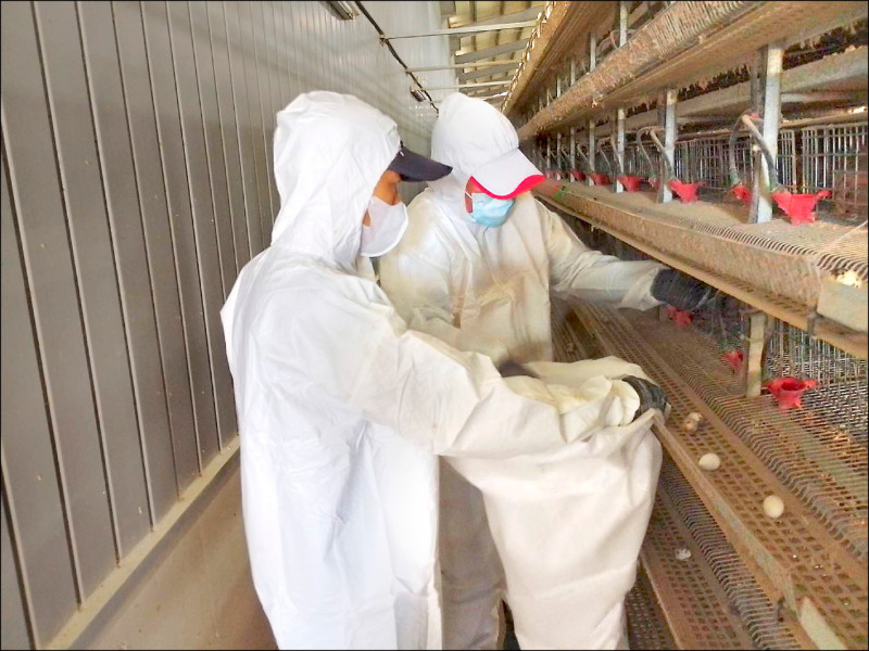 確診H5N1禽流感 鹽埔撲殺11.8萬隻鵪鶉