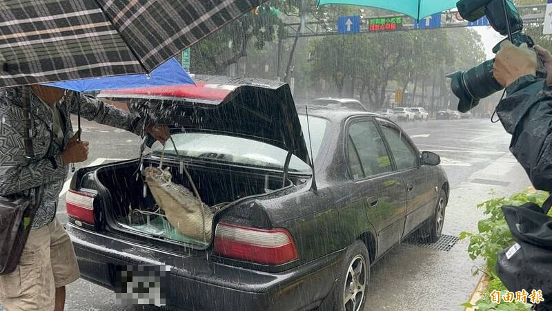 鱷魚養殖業者將近3公尺長的母河口鱷放在後車廂內帶到農業部前抗議,開啟後車箱時,母鱷一度要衝出來。(記者楊媛婷攝) 鱷魚養殖業者將近3公尺長的母河口鱷放在後車廂內帶到農業部前抗議,開啟後車箱時,母鱷一度要衝出來。(記者楊媛婷攝)
