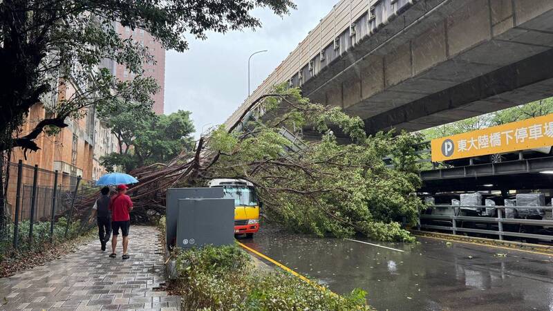 畫面曝光！竹市巨大行道樹倒塌 東大路交通混亂