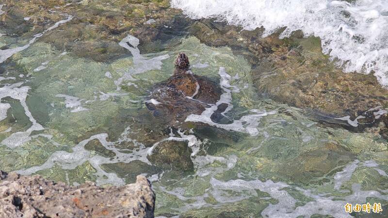 「海龜恐懼症」怕觸碰罰30萬 屏縣府：應保持距離