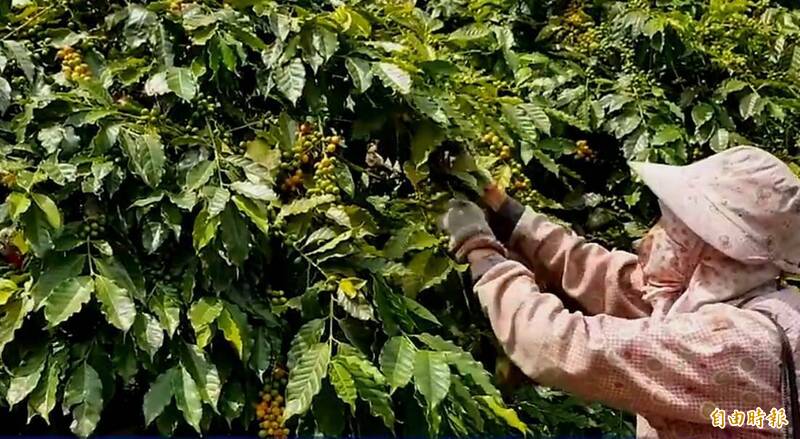 東山咖啡節10/25登場 體驗咖啡朝聖之路