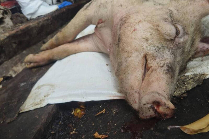 全國豬肉緊急禁運、禁宰5天 毒物科專家：不會傳染人、吃豬肉無礙