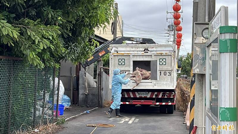 台中市府派員到梧棲養豬場搬運死豬屍體。(記者廖耀東攝) 台中市府派員到梧棲養豬場搬運死豬屍體。(記者廖耀東攝)