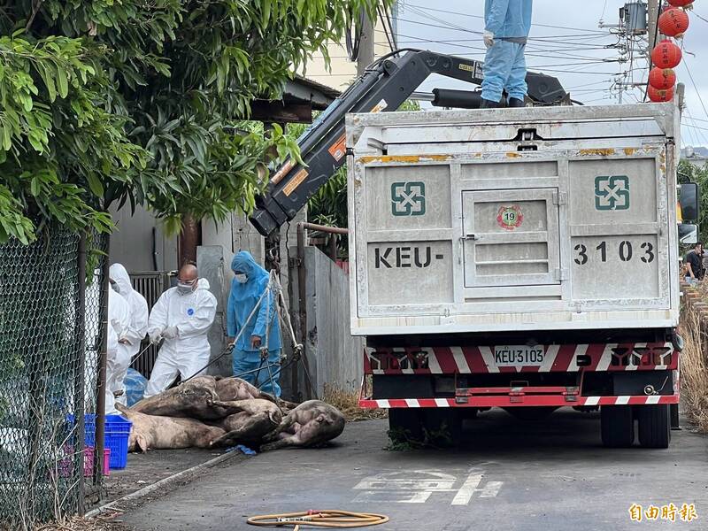 疑非洲豬瘟拖10天才採檢 卓冠廷開轟 台中農業局說分明