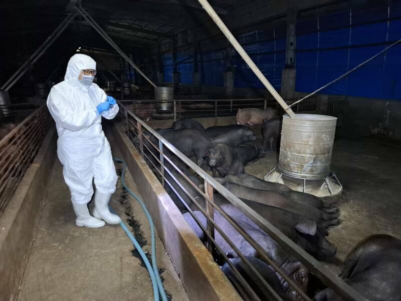 台中豬瘟防疫採檢慢10天 議員砲轟違反SOP成破口