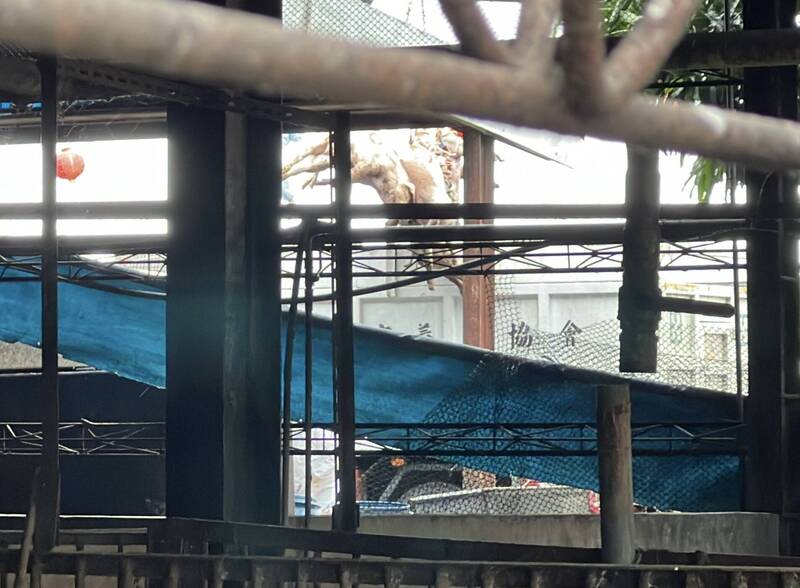 台中爆非洲豬瘟疑廚餘惹禍  市府揭3度稽查結果