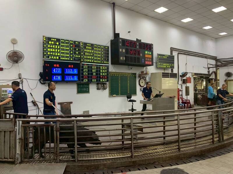 梧棲養豬場驚爆非洲豬瘟 10/13豬隻流向曝光