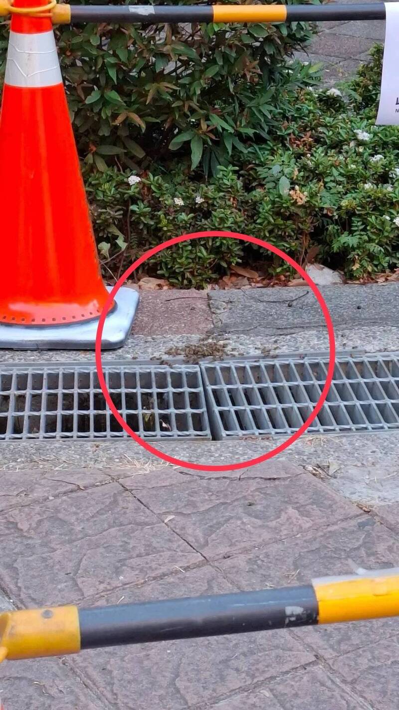 「搖滾台中」變驚嚇!18萬人湧文心公園傳蜂蟄 用三角錐圍蜂群