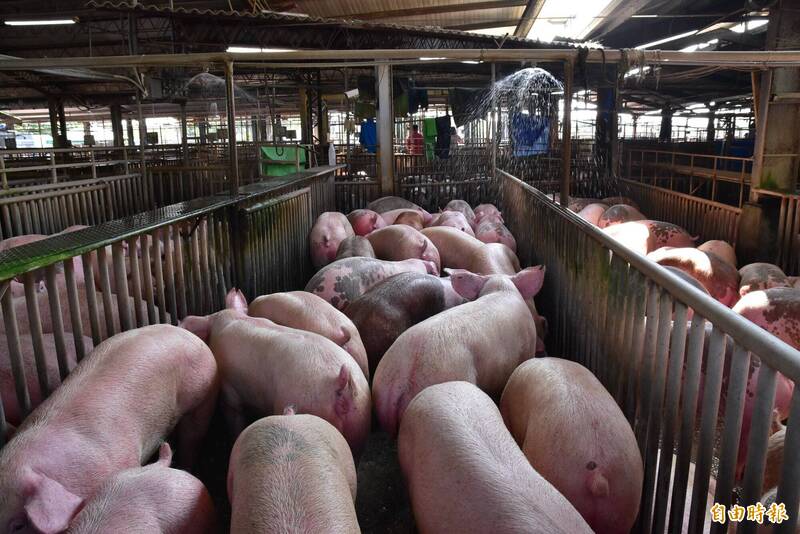 國內疑傳出豬隻重大傳染病。豬隻示意圖，與此新聞事件無關。（資料照，記者黃淑莉攝）