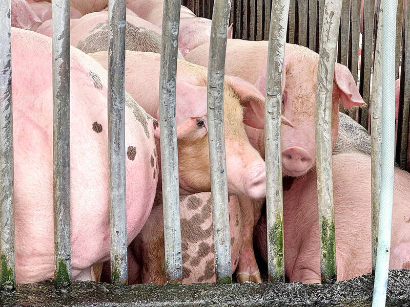 《TAIPEI TIMES》African swine fever detected in Taichung
