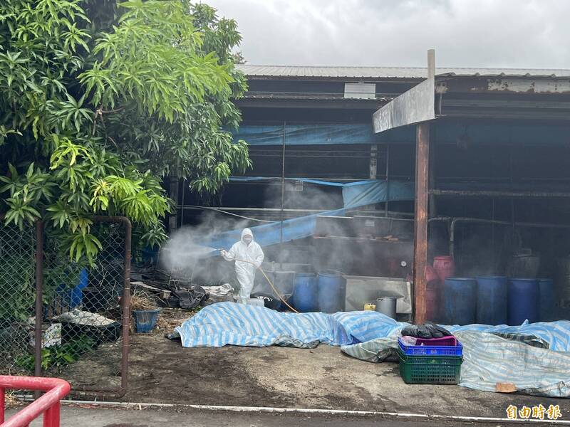 防疫破功！梧棲唯一養豬場爆發非洲豬瘟  市府派員消毒