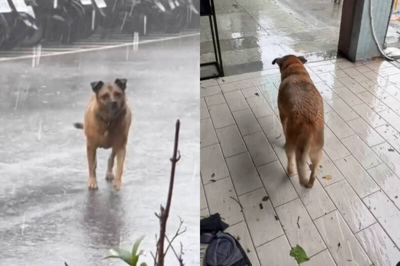 文化大學暴雨狂炸！「校狗哈利」淡定巡邏萌翻全網