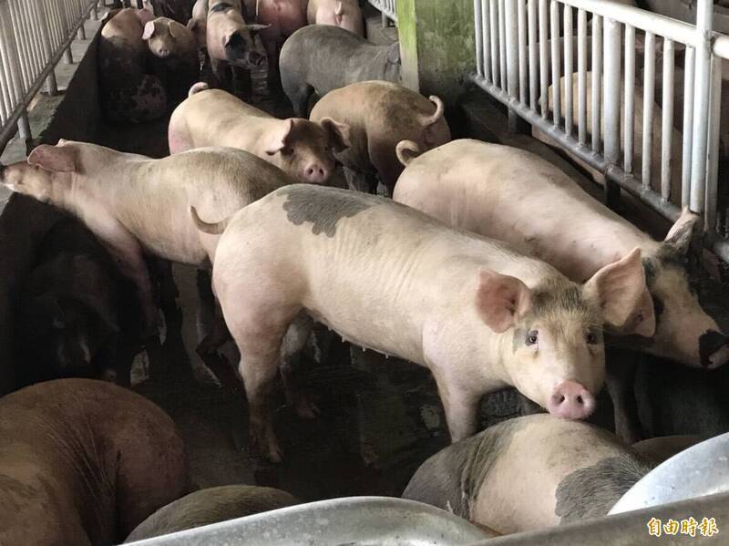[討論] 10/10已經有死豬 10/14台中動保處未採檢