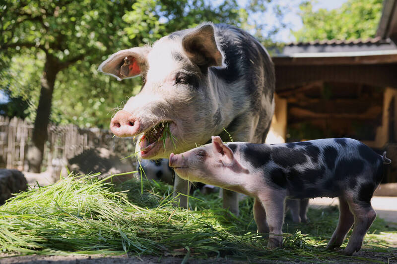 苏格兰爱丁堡大学罗斯林研究所的科学家,利用基因编辑技术培育出对猪瘟具抗性的猪只。(示意图,美联社档案照) 苏格兰爱丁堡大学罗斯林研究所的科学家,利用基因编辑技术培育出对猪瘟具抗性的猪只。(示意图,美联社档案照)