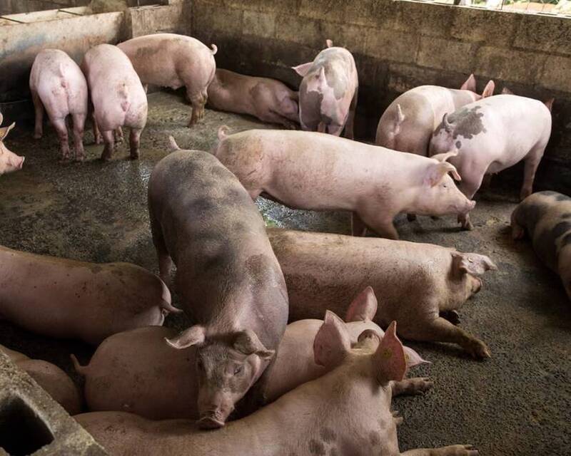 英国最新研究成功培育出能抵抗「典型猪瘟」的基因编辑猪。(欧新社档案照) 英国最新研究成功培育出能抵抗「典型猪瘟」的基因编辑猪。(欧新社档案照)