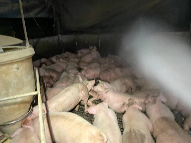 非洲豬瘟》南投全面清消養豬場 各校午餐用CAS冷凍豬肉