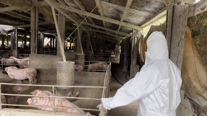 新北107間養豬場共66間廚餘養豬 市府將補助飼料運費