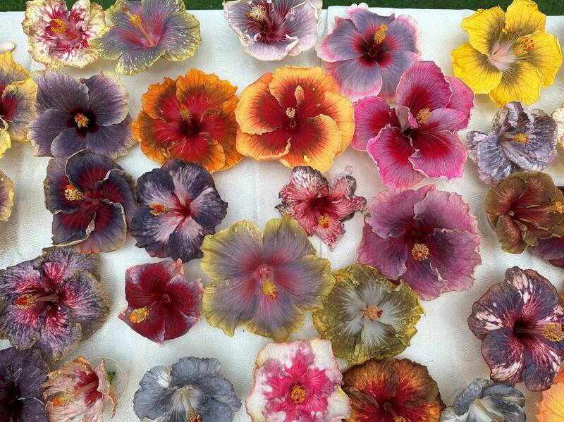 士林官邸朱槿花展1日限定 花色千變萬化如調色盤