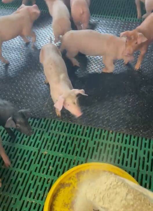 台中梧棲養豬場爆非洲豬瘟疫情 桃園業者高度緊張