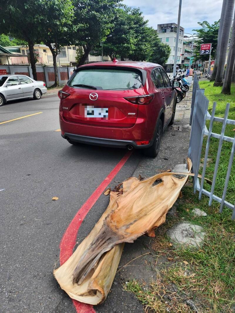 大王椰子叶柄击毁车辆。(民众提供) 大王椰子叶柄击毁车辆。(民众提供)