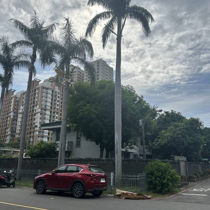 肇祸大王椰子约有三层楼高。(民众提供) 肇祸大王椰子约有三层楼高。(民众提供)