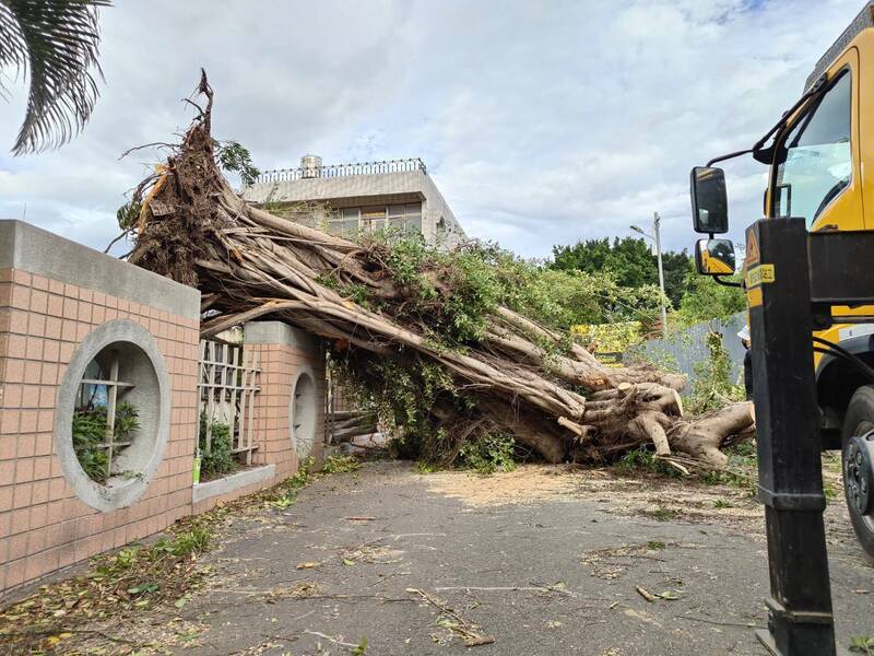 遭強風連根拔起？苗栗醫院3樓高巨樹被吹倒 橫躺車道畫面曝