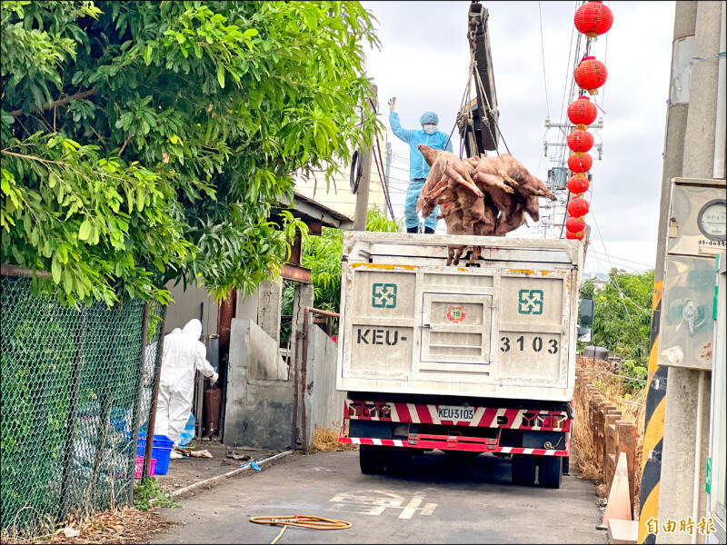 台中爆非洲豬瘟 吳靜怡批行政疏忽：從異常死亡到通報歷經11天