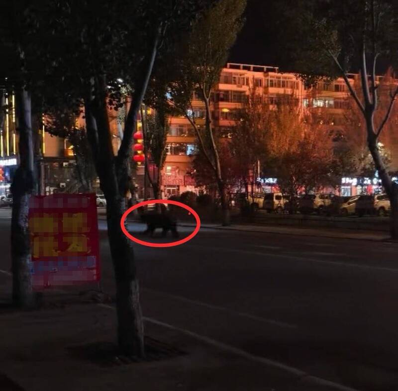 中国黑龙江省宝清县市区街道上惊见1只大黑熊。(图撷取自极目新闻)
 中国黑龙江省宝清县市区街道上惊见1只大黑熊。(图撷取自极目新闻)