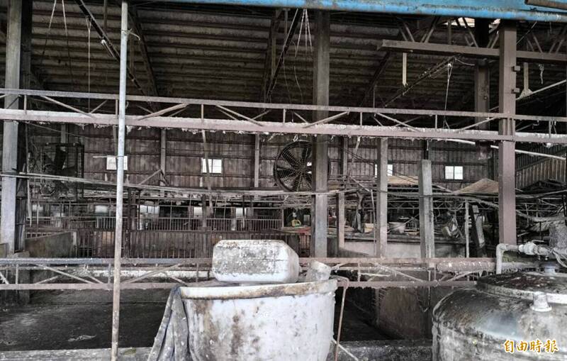 梧棲養豬場爆非洲豬瘟 老農嘆破產、兒子將回工地上班