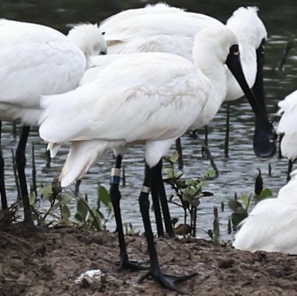 創歷年最高紀錄 澎湖黑面琵鷺逾150隻 還有一隻「T18」28歲「鳥瑞」