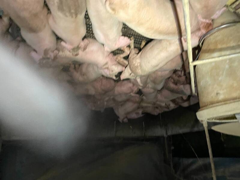 南投79家養豬場疫調 未見豬隻健康異常