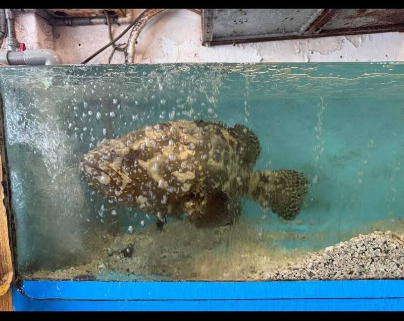 海產店水缸驚見「巨物」！老闆娘曝「沒人要吃」養了8年