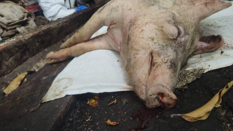 芬園關聯場檢體送驗台大獸醫系 農業部獸醫所：結果預計明出爐