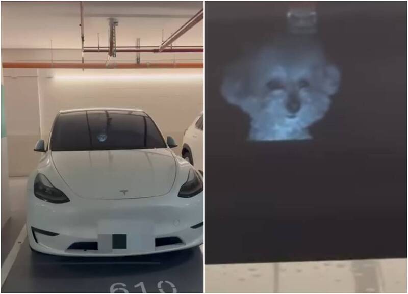 他驚見特斯拉車內出現「一團白影」網呼：兩眼盯的發毛