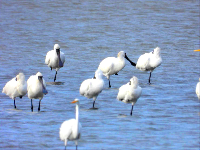 1138隻黑面琵鷺 現身布袋鹽田濕地