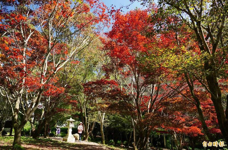 楓葉紅了！ 福壽山、武陵農場換裝 連假住宿率近滿房