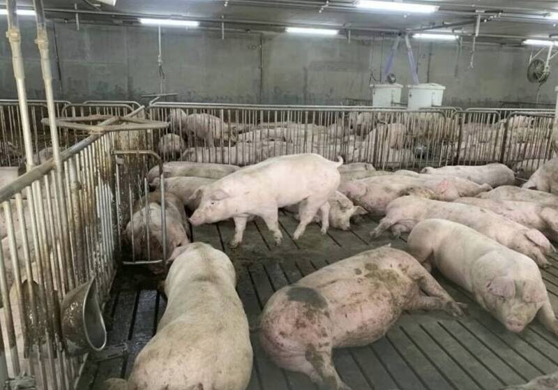 化製車曾到梧棲案場......彰化芬園養豬場爆4死豬 業者：正常範圍