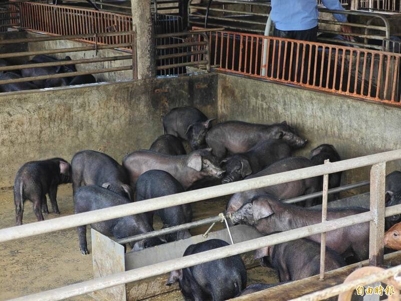 非洲豬瘟再引廚餘去化討論 屏縣推家用廚餘機日可減5噸