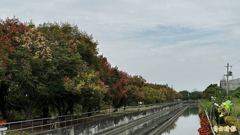 台南善化山海圳綠道 台灣欒樹紅、黃、綠交織浪漫秋景