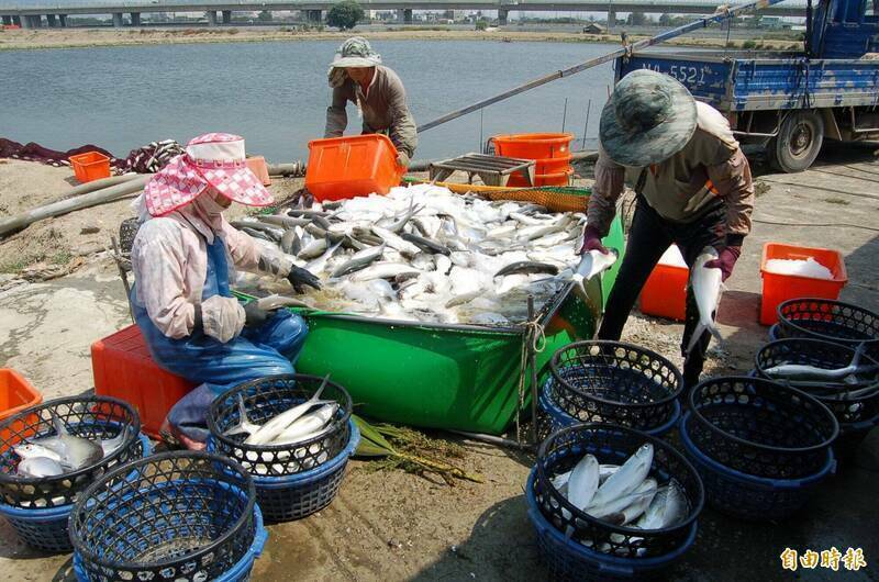 一天殺6小時、月薪不到25K 台南魚工職災求償敗訴